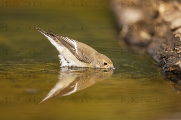 European Pied Flycatcher (Ficedula hypoleuca) bathing at a water pool, Pinos, Solsona, Catalonia, Spain