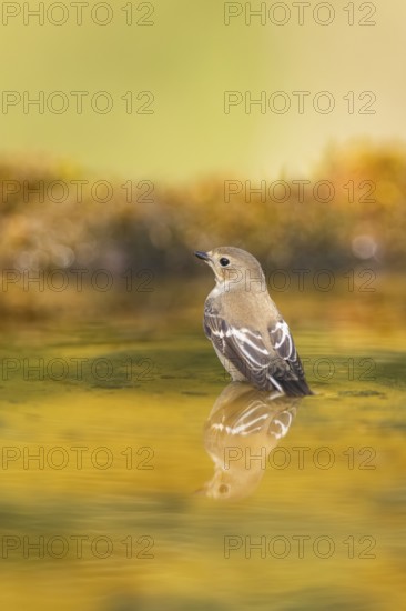 European Pied Flycatcher (Ficedula hypoleuca) bathing at a water pool, Pinos, Solsona, Catalonia, Spain