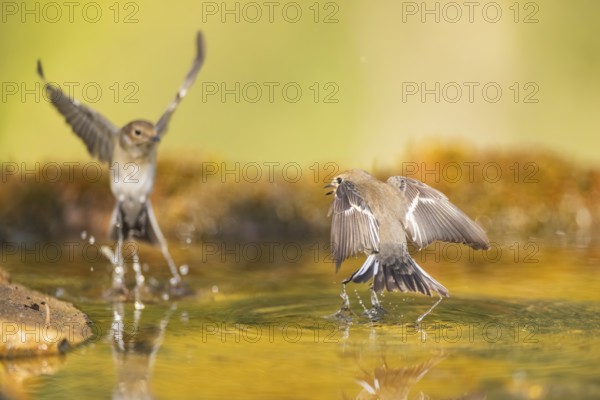 European Pied Flycatcher (Ficedula hypoleuca) in flight at a water pool, Pinos, Solsona, Catalonia, Spain