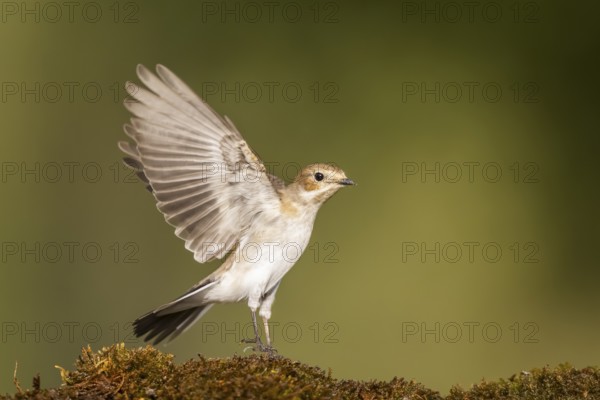 European Pied Flycatcher (Ficedula hypoleuca) in flight at a water pool, Pinos, Solsona, Catalonia, Spain