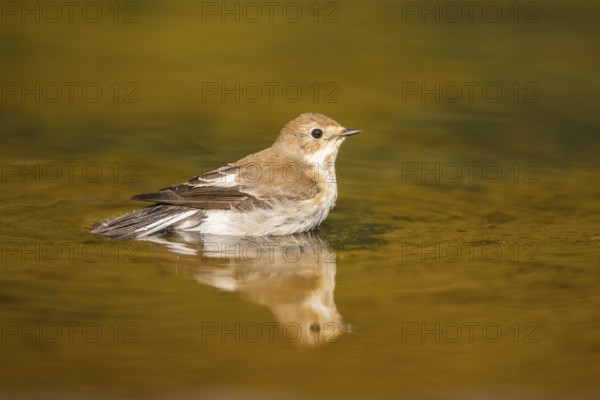 European Pied Flycatcher (Ficedula hypoleuca) bathing at a water pool, Pinos, Solsona, Catalonia, Spain