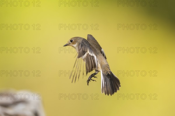 European Pied Flycatcher (Ficedula hypoleuca) in flight at a water pool, Pinos, Solsona, Catalonia, Spain
