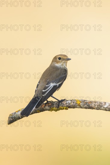 European Pied Flycatcher (Ficedula hypoleuca) sitting on a tree branch in a forest, Pinos, Solsona, Catalonia, Spain