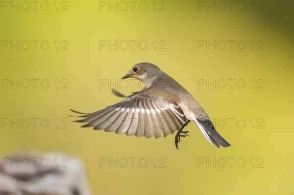 European Pied Flycatcher (Ficedula hypoleuca) in flight at a water pool, Pinos, Solsona, Catalonia, Spain