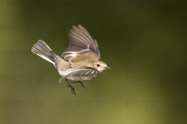 European Pied Flycatcher (Ficedula hypoleuca) in flight at a water pool, Pinos, Solsona, Catalonia, Spain