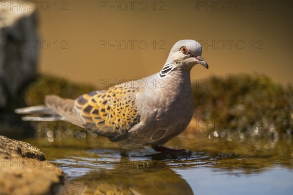 European turtle dove (Streptopelia turtur) at a water pool, Pinos, Solsona, Catalonia, Spain