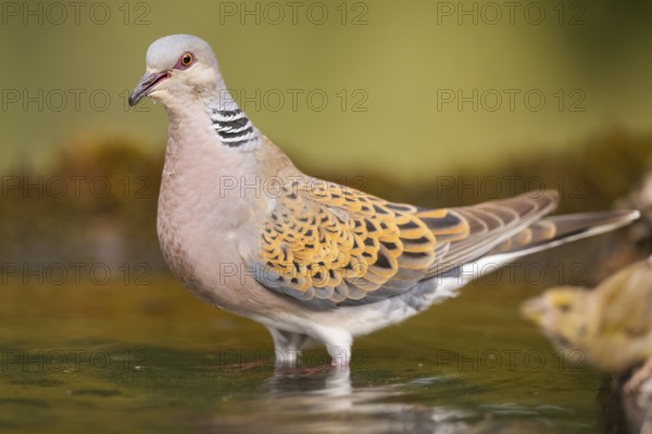 European turtle dove (Streptopelia turtur) at a water pool, Pinos, Solsona, Catalonia, Spain