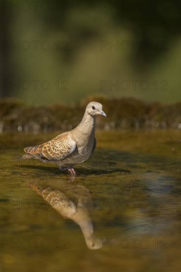 European turtle dove (Streptopelia turtur) at a water pool, Pinos, Solsona, Catalonia, Spain