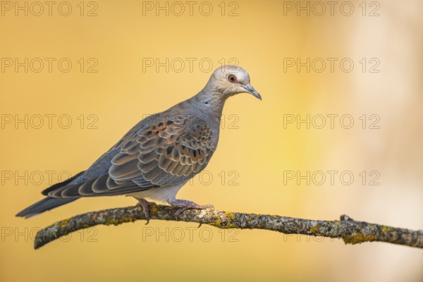 European turtle dove (Streptopelia turtur) sitting on a tree branch in a forest, Pinos, Solsona, Catalonia, Spain