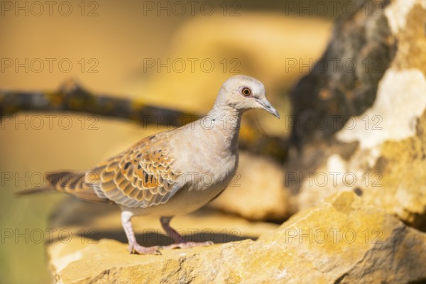 European turtle dove (Streptopelia turtur) sitting on a rock, Pinos, Solsona, Catalonia, Spain