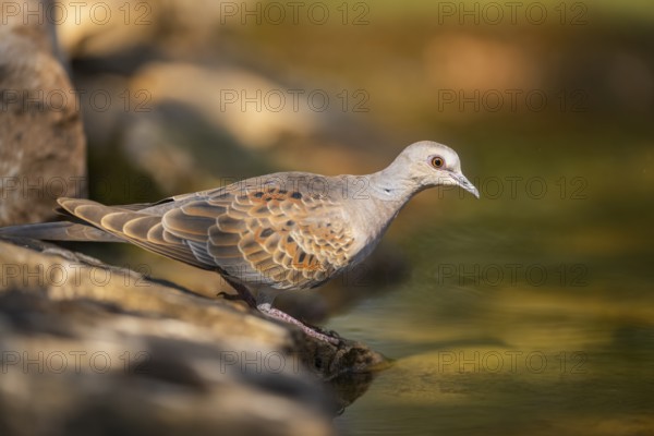 European turtle dove (Streptopelia turtur) at a water pool, Pinos, Solsona, Catalonia, Spain