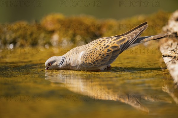 European turtle dove (Streptopelia turtur) at a water pool, Pinos, Solsona, Catalonia, Spain