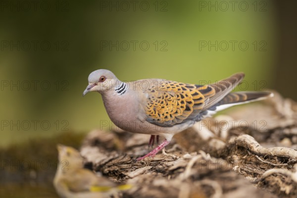 European turtle dove (Streptopelia turtur) in a forest, Pinos, Solsona, Catalonia, Spain