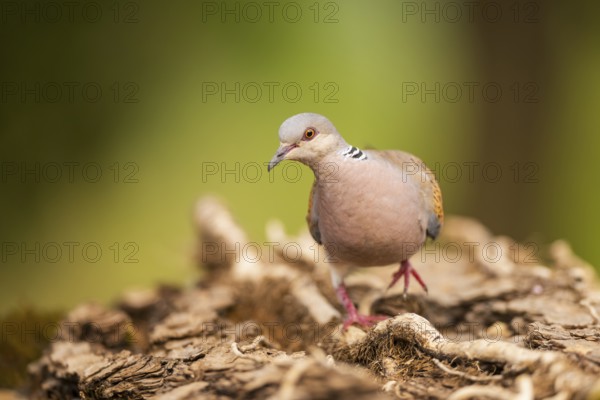 European turtle dove (Streptopelia turtur) in a forest, Pinos, Solsona, Catalonia, Spain