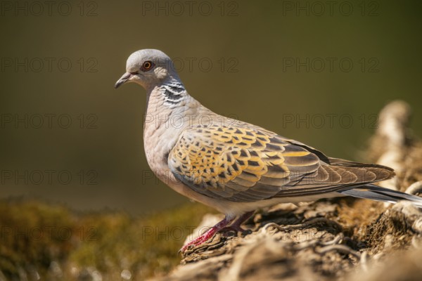 European turtle dove (Streptopelia turtur) in a forest, Pinos, Solsona, Catalonia, Spain