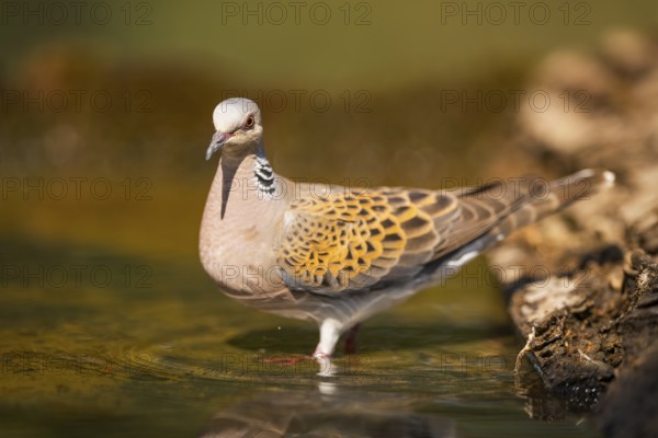 European turtle dove (Streptopelia turtur) at a water pool, Pinos, Solsona, Catalonia, Spain