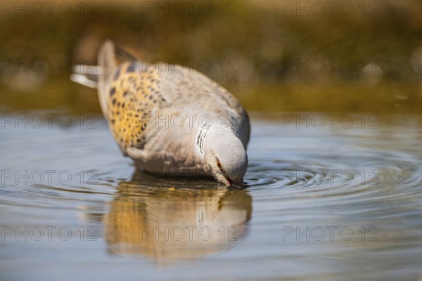 European turtle dove (Streptopelia turtur) at a water pool, Pinos, Solsona, Catalonia, Spain