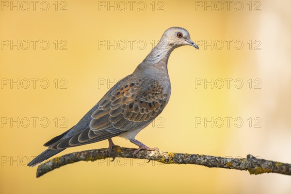 European turtle dove (Streptopelia turtur) sitting on a tree branch in a forest, Pinos, Solsona, Catalonia, Spain