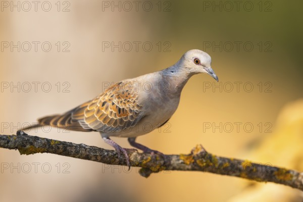 European turtle dove (Streptopelia turtur) sitting on a tree branch in a forest, Pinos, Solsona, Catalonia, Spain