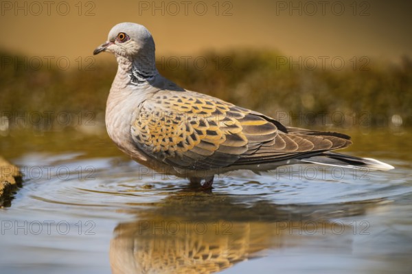 European turtle dove (Streptopelia turtur) at a water pool, Pinos, Solsona, Catalonia, Spain