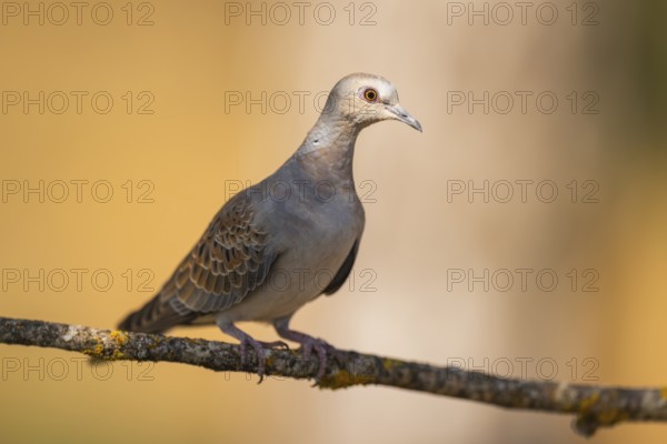 European turtle dove (Streptopelia turtur) sitting on a tree branch in a forest, Pinos, Solsona, Catalonia, Spain