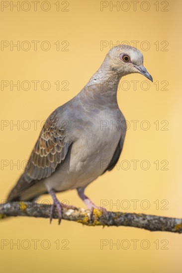 European turtle dove (Streptopelia turtur) sitting on a tree branch in a forest, Pinos, Solsona, Catalonia, Spain