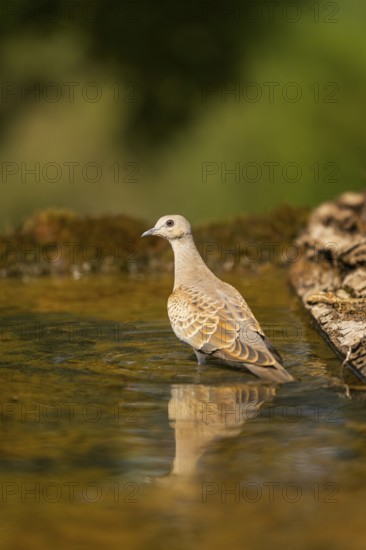 European turtle dove (Streptopelia turtur) at a water pool, Pinos, Solsona, Catalonia, Spain