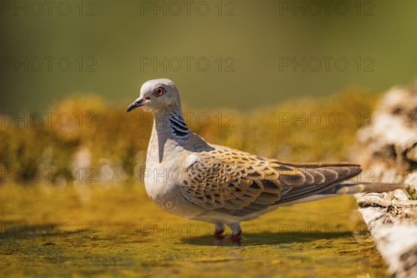 European turtle dove (Streptopelia turtur) at a water pool, Pinos, Solsona, Catalonia, Spain