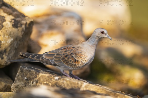 European turtle dove (Streptopelia turtur) sitting on a rock, Pinos, Solsona, Catalonia, Spain
