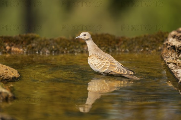 European turtle dove (Streptopelia turtur) at a water pool, Pinos, Solsona, Catalonia, Spain