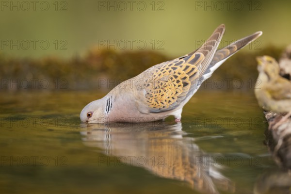 European turtle dove (Streptopelia turtur) at a water pool, Pinos, Solsona, Catalonia, Spain