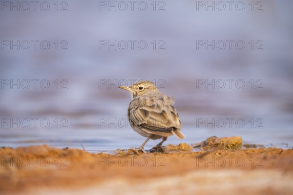 Theclal lark (Galerida theklae) on a farmers field, Belchite, Aragon, Saragossa, Spain