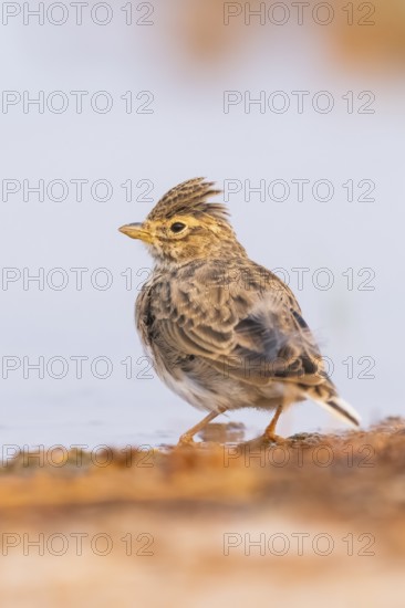 Theclal lark (Galerida theklae) on a farmers field, Belchite, Aragon, Saragossa, Spain