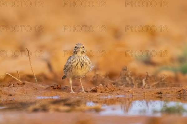 Theclal lark (Galerida theklae) on a farmers field, Belchite, Aragon, Saragossa, Spain