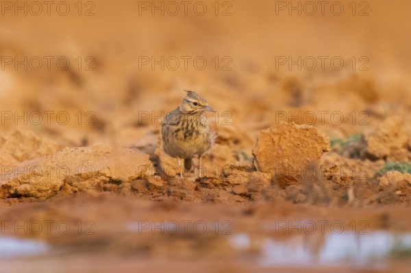 Theclal lark (Galerida theklae) on a farmers field, Belchite, Aragon, Saragossa, Spain