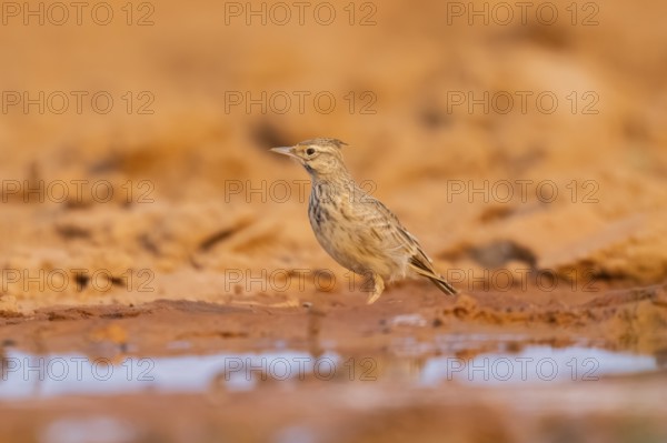 Theclal lark (Galerida theklae) on a farmers field, Belchite, Aragon, Saragossa, Spain