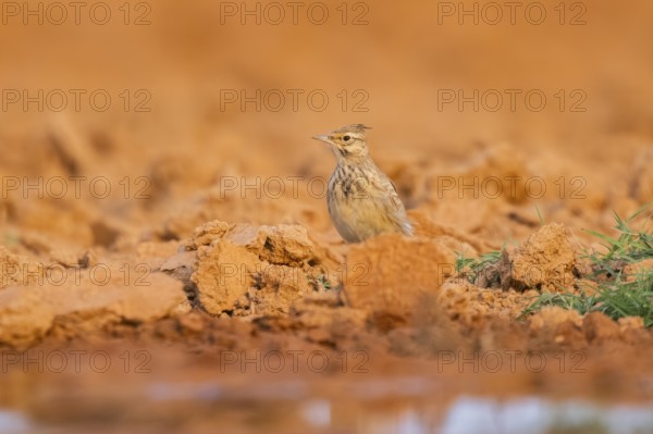 Theclal lark (Galerida theklae) on a farmers field, Belchite, Aragon, Saragossa, Spain