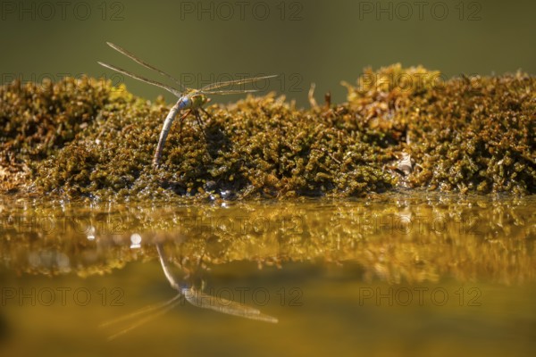 Southern hawker or Blue hawker (Aeshna cyanea) at a water pool, Pinos, Solsona, Catalonia, Spain