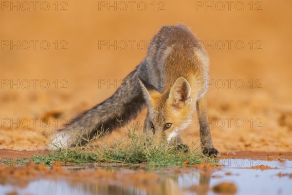 Young Red fox (Vulpes vulpes) drinking at a water pool on a farmers field, Belchite, Aragon, Saragossa, Spain