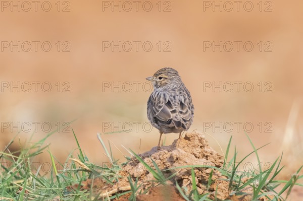 Meadow Pipit (Anthus pratensis) on a farmers field, Belchite, Aragon, Saragossa, Spain