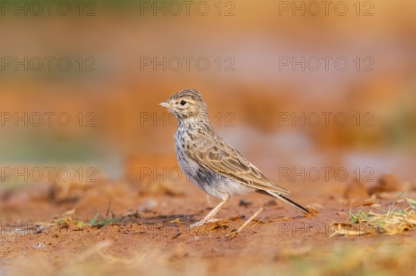 Meadow Pipit (Anthus pratensis) on a farmers field, Belchite, Aragon, Saragossa, Spain