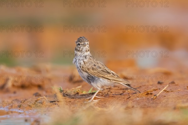 Meadow Pipit (Anthus pratensis) on a farmers field, Belchite, Aragon, Saragossa, Spain