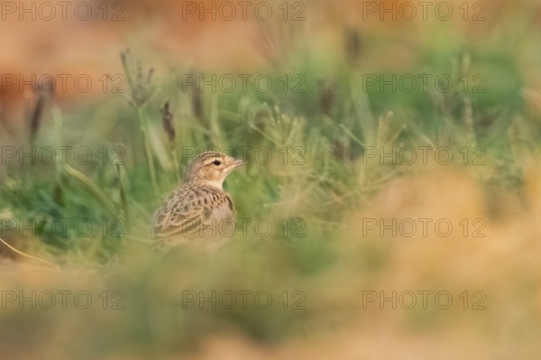 Meadow Pipit (Anthus pratensis) on a farmers field, Belchite, Aragon, Saragossa, Spain