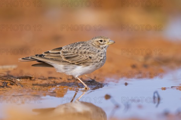 Meadow Pipit (Anthus pratensis) on a farmers field, Belchite, Aragon, Saragossa, Spain