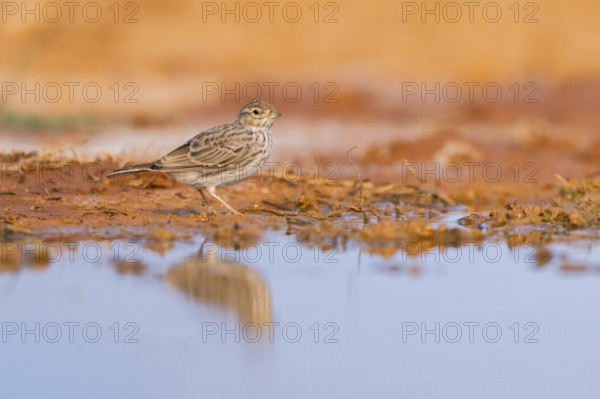 Meadow Pipit (Anthus pratensis) on a farmers field, Belchite, Aragon, Saragossa, Spain