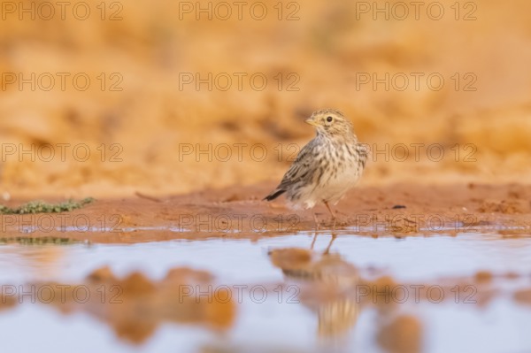 Meadow Pipit (Anthus pratensis) on a farmers field, Belchite, Aragon, Saragossa, Spain