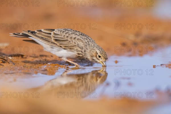 Meadow Pipit (Anthus pratensis) on a farmers field, Belchite, Aragon, Saragossa, Spain