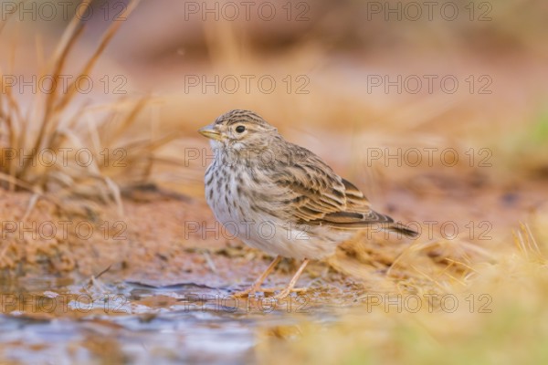 Meadow Pipit (Anthus pratensis) on a farmers field, Belchite, Aragon, Saragossa, Spain