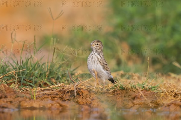 Meadow Pipit (Anthus pratensis) on a farmers field, Belchite, Aragon, Saragossa, Spain
