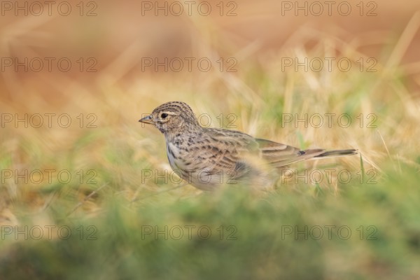 Meadow Pipit (Anthus pratensis) on a farmers field, Belchite, Aragon, Saragossa, Spain
